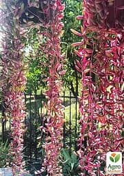 Саджанець Agro-Market Сенеціо (хрестовник) Purple Flash підвісний вазон кімнатний 1 шт. в упаковці (182763) - мініатюра 3