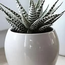 LMTD Хавортия Agro-Market Alba (Haworthia Fasciata) высота растения 5-10см (189285) 1 саженец в упаковке (комнатный) Нидерланды