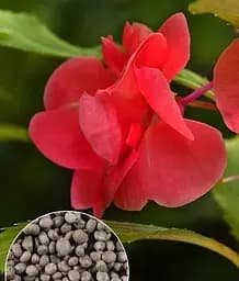 Насіння Весна Бальзамін махровий суміш, на вагу, ціна за 3 г (21974)