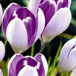 Крокус крупноцветковый "Vanguard" (размер 7/8, большой) 5 шт (17225)