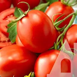 Томат Садиба Міцено F1, 15 шт.