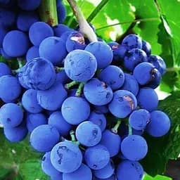 Саджанець Agro-Market Виноград Рубін Голодригі (винний сорт, середньопізній термін дозрівання) 1 шт. в пакуванні (38132)