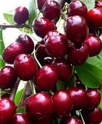 Саджанець Agro-Market Черешня карликова Сем 1 шт. в упаковці (37366)