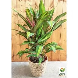 LMTD Корділіна Agro-Market Lime 35-45 см (178919) 1 саджанець в упаковці (кімнатний) Нідерланди - мініатюра 3