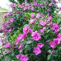 Саджанець Agro-Market Гібіскус фіолетовий Марсель (Marseilles) (преміальний сорт) (48947)