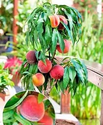 Саджанець Agro-Market Персик колоноподібний Кримський ранній (медовий післясмак, ранній термін дозрівання) 1 шт. в упаковці (178799)