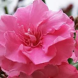 Саджанець Agro-Market Олеандр махровий Rigoletto (вічнозелений, запашний кущ) (75856)