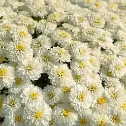 Хризантема мультифлора куляста "Paris Ivory" (189661) 1 саженец