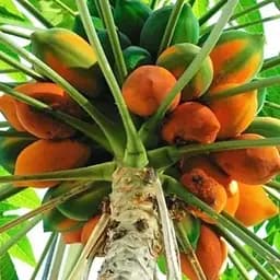 Папайя Agro-Market (Динне дерево) (43016) 1 саджанець в упаковці