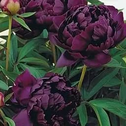 Пион древовидный Hei Bao (Китай саженец 2 года) (190789) 1 шт