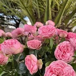 Троянда кущова Agro-Market Happy Piano саджанець класу АА+ вищий сорт 1 шт. в упаковці (181333)