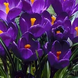 Крокус крупноцветковый "Flower Record" (размер 7/8, большой) 5 шт (17237)