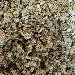 100 г сирень белая цвет сушеный - свежий урожай