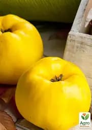 Саджанець Agro-Market Айва яблуневидна Кодрянка (осінній сорт, ранній термін дозрівання) 1 шт. в упаковці (20945) - мініатюра 2