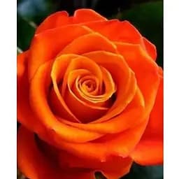 Саджанець Agro-Market Троянда чайно-гібридна Моніка (клас АА +) вищий сорт (15986) 1 шт.