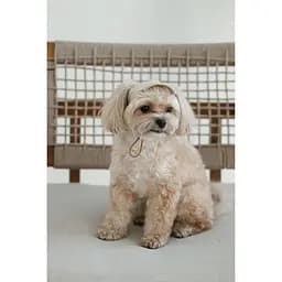 Кепка Pet Fashion Glamor для собак L - мініатюра 5
