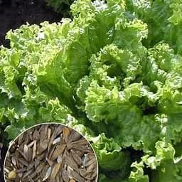 Насіння Agro-Market Салат Сніжинка на вагу ціна за 5 г (13375)