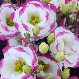 Эустома махровая "Rosita Hot Lips" укоренена в контейнере Р9 (50679) 1 саженец