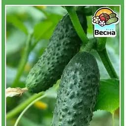 Семена Весна Огурец Конкурент 0.5 г (10584)