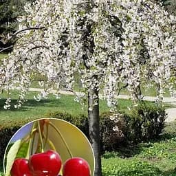Вишня плакучая на штамбе (возраст от 2х лет, высота 100-150см) (52700) 1 саженец в упаковке