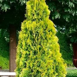Туя западная Golden Smaragd (ком/сетка) высота 130-150 см (188427) 1 саженец в упаковке