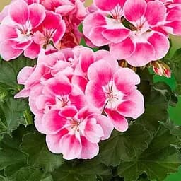 Пеларгонія зональна Dark Line "Bellinda" (185000) 1 саженец