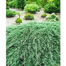 Ялівець горизонтальний "Glacier" вазон С1,5 діаметр 15-25 см (102151) 1 саджанець