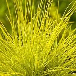 Костица сизая Agro-Market Golden Toupee" (188404) 1 саженец в упаковке