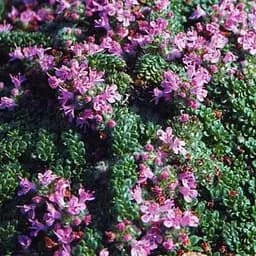 Тимьян декоративный "Pseudolanguginjsus" (ароматный почвопокровный многолетник) (189639) 1 саженец в упаковке