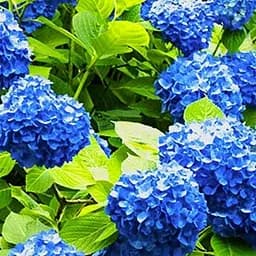 Саджанець Agro-Market Гортензія крупнолиста Forever and ever Blue (64428)