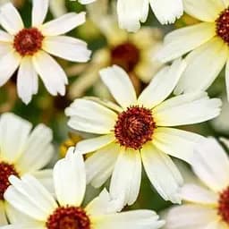 Кореопсис verticillata "Fools Gold" (рясноквітучий багаторічник) (188408) 1 саженец