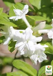 Саджанець Agro-Market Азалія (рододендрон гібридний) Whitethroat (177737) - мініатюра 2