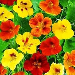 Настурция "Смесь расцветок" (в банке) ТМ "Весна Органик" 5г (46729)