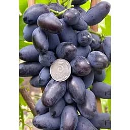 Саджанець Agro-Market Виноград Байконур 1 шт. в упаковці (44450)