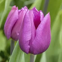 Тюльпан "Blue Beauty" (186298) 2 шт