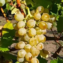 Саджанець Agro-Market Виноград Йосиф (ранній, винний сорт) 1 шт. в пакуванні (101851)