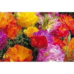 Эшшольция Калифорнийская Весна 2г (51852)