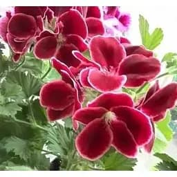 Саджанець Agro-Market Пеларгонія Королівська Aristo Red Beauty (контейнер № 10 висота 10-20 см) (49114) 1 шт. в упаковці - мініатюра 4