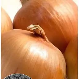 Насіння Весна на вагу Цибуля Фермер ціна за 5 г (22106)