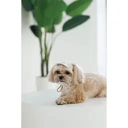 Кепка Pet Fashion Glamor для собак М - мініатюра 5