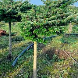 Пихта нордмана Agro-Market на штамбе Kilian ком/сетка высота 60-70см диаметр кроны 50-60 см 188459 1 саженец в упаковке