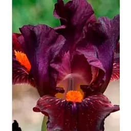 Ірис карликовий "Matador's Cap" (61632) 1 шт