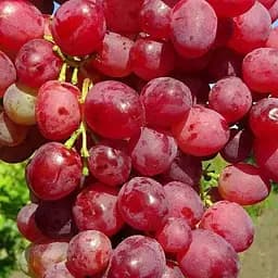 Саженец Agro-Market Виноград Казантип (кишмиш, ранний срок созревания, кисти очень большие, весом до 1500 г) 1 шт. в упаковке (155495)