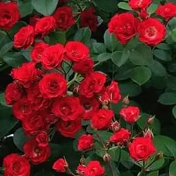 Роза почвопокровная Agro-Market Scarlet 1 шт. в упаковке (24153)