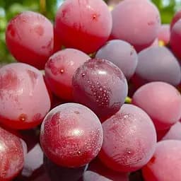 Саджанець Agro-Market Виноград Айя Брат Вавилона (кишміш, ранньо-середній термін дозрівання) 1 шт. в пакуванні (101860)