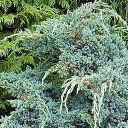 Саджанець Agro-Market Ялівець китайський Блю Альпс (Blue Alps) горщик P9 (39020)