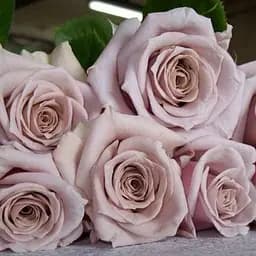 Троянда чайно-гібридна Agro-Market Menta саджанець класу АА+ вишуканий рясно квітучий сорт 1 шт. в упаковці (181493)