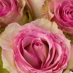 Роза чайно-гибридная Agro-Market Эсперанса саженец класса АА+ высший сорт 1 шт. в упаковке (181414)