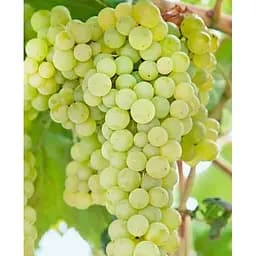 Саженец Agro-Market Виноград винный Совиньон Блан 1 саженец (180372)