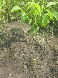Саджанець Agro-Market Волоський горіх Кочерженко (ранній термін дозрівання) 1 шт. в упаковці (35900) - мініатюра 5